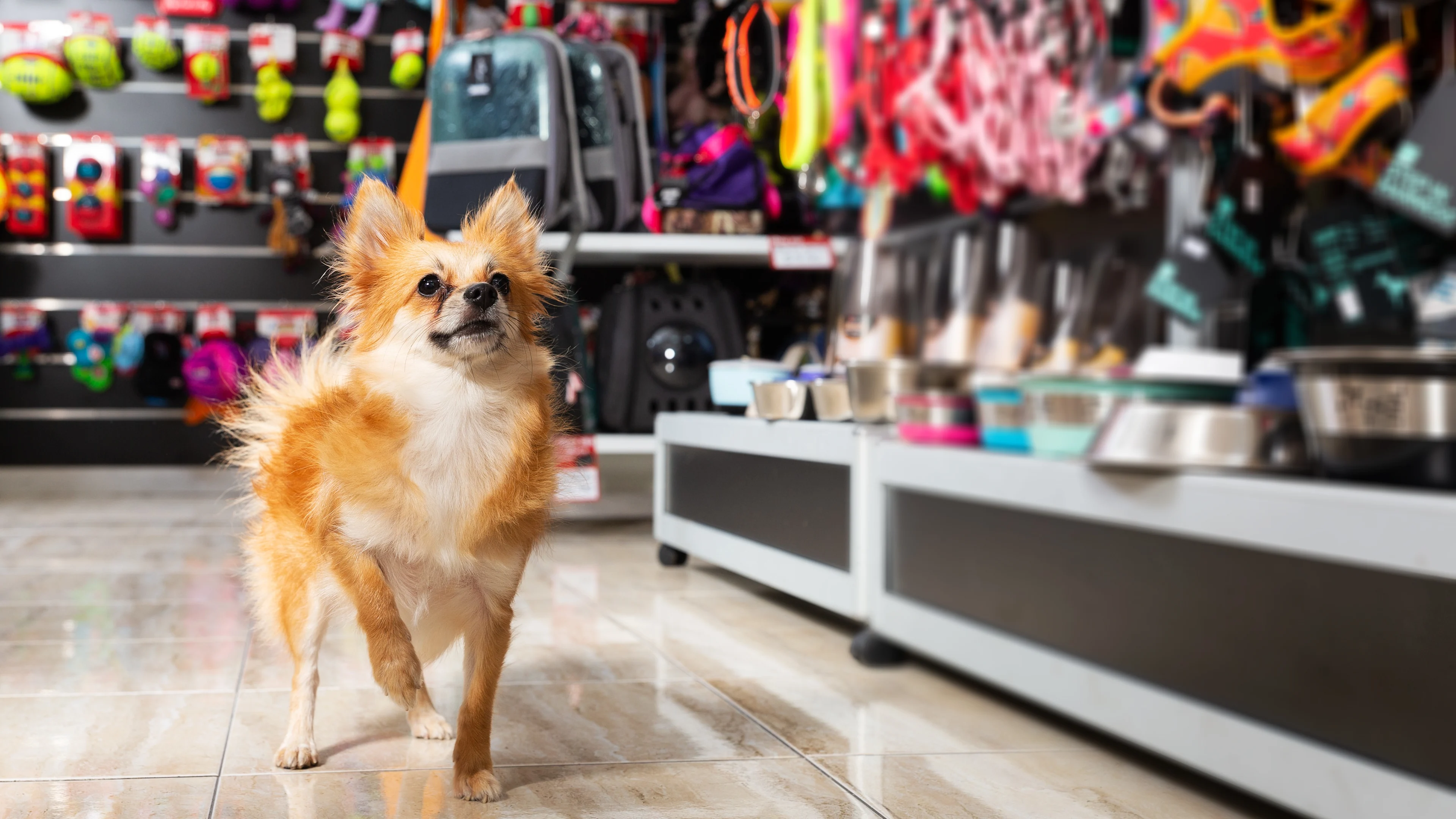 How a pet products retailer saved nearly $4M through a data-driven logistics partnership with Uber Freight